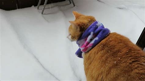 Cat Goes Outside In Snow Youtube