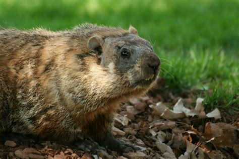 Get Rid of Groundhogs Before They Hibernate! - Raven Termite and Pest