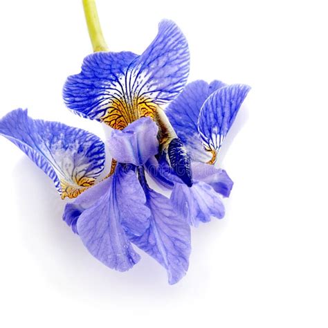 Flower Of A Blue Iris Stock Photo Image Of Nature Floral 35076196