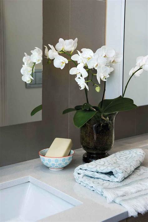 Bathroom Plants 7 Indoor Plants That Thrive In Bathrooms Home Beautiful