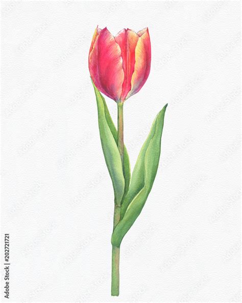 Colorful Fresh Red Tulip With Green Leaves Spring Botanical Art Hand