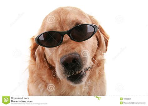 Dog With Sunglasses Stock Images Image 10690254