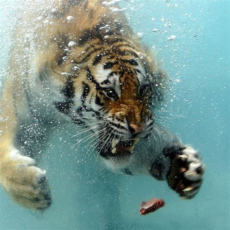 Underwater Tiger Going For Meat Rpics