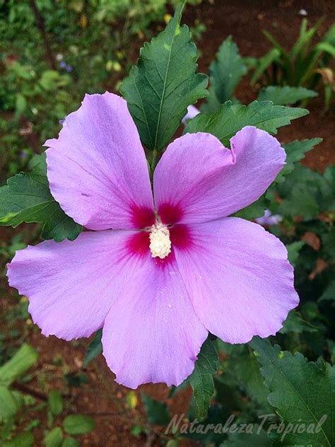 B) son tanto de interior como de exterior. Flores y características de plantas pertenecientes al género Hibiscus