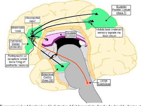Figure 1 From The Neurobiology Of Attention Deficit Hyperactivity