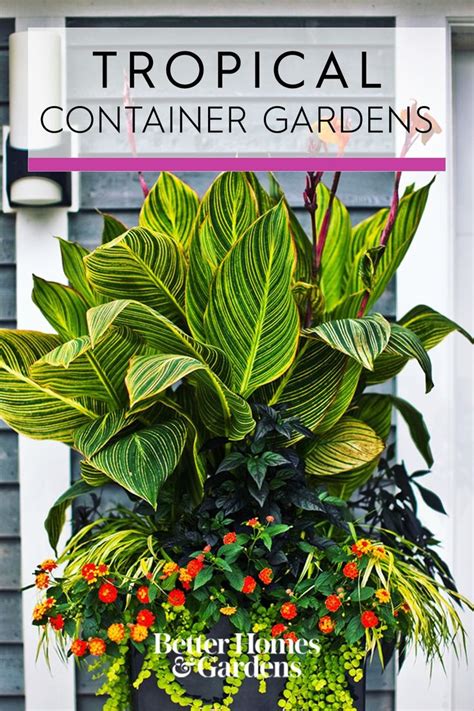 No Fail Tropical Container Garden Combinations Potted Plants Outdoor