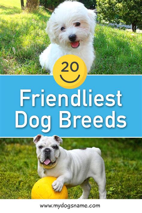 Friendliest Dog Breeds 20 Happy Hounds Youll Love My Dogs Name