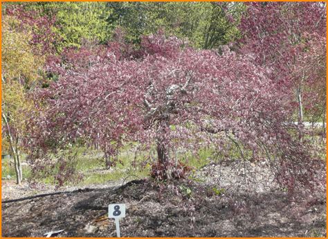 State college of washington, agricultural experiment station. Laceleaf Japanese Maple Trees available in Washington State