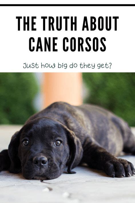 How Big Do Cane Corsos Get Learn More About This Breed • Cane Corso