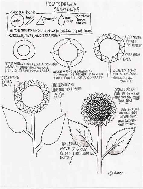 How To Draw Worksheets For The Young Artist How To Draw A Sunflower