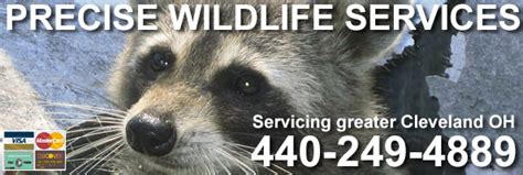 We are happy to serve all of your pest, termite, and wildlife needs. Lorain And Elyria Wildlife Removal, Pest Animal Control OH ...