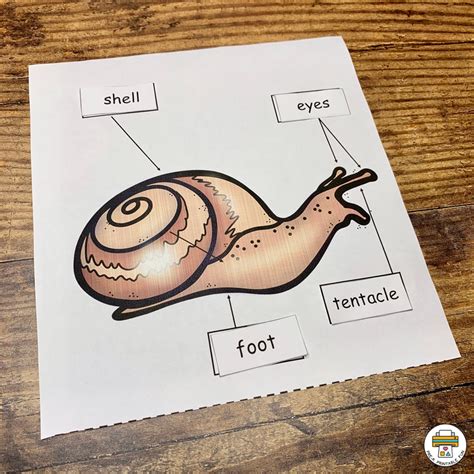 Worms Snails And Slugs Preschool Activities