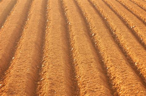 Free Images Field Wheat Prairie Asphalt Food Farming Crop Soil