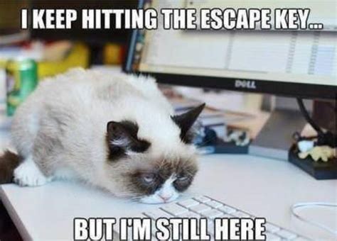 25 Of The Best Grumpy Cat Moments