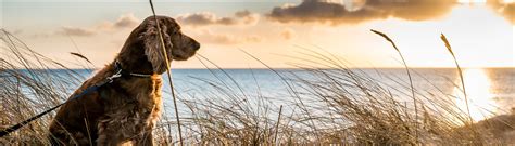 The outer banks are calling and you're on your way. Outer Banks Pet Friendly Rentals | KEES Outer Banks ...