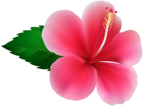 Download High Quality Hibiscus Clipart Pink Transparent Png Images
