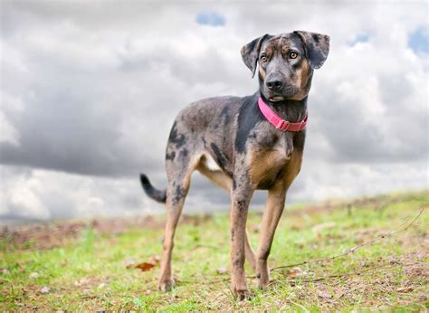 Catahoula Leopard Catahoula Leopard Cur Dog Breed Information