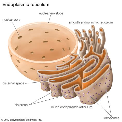Charlie Garton Science 8 Ribosomes And Endoplasmic Reticulum