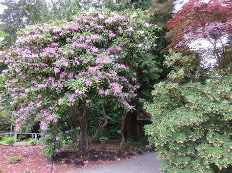 Läs recensioner av resenärer som du och se professionella bilder på bellevue botanical garden i bellevue, washington på tripadvisor. Linda Letters:: The Bellevue Botanical Garden: The Rest