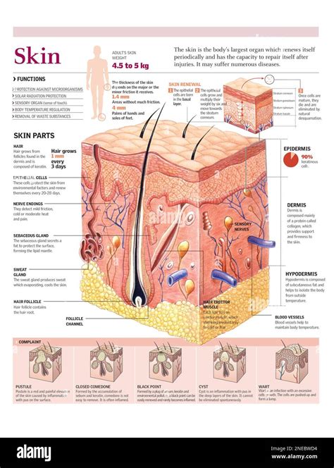 Infographics Of The Layers And Parts Of The Skin Its Functions