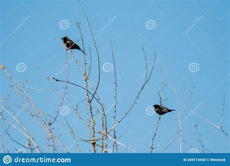 Daytime View Of Two Common Starlings Sitting On Tree Branches With Blue