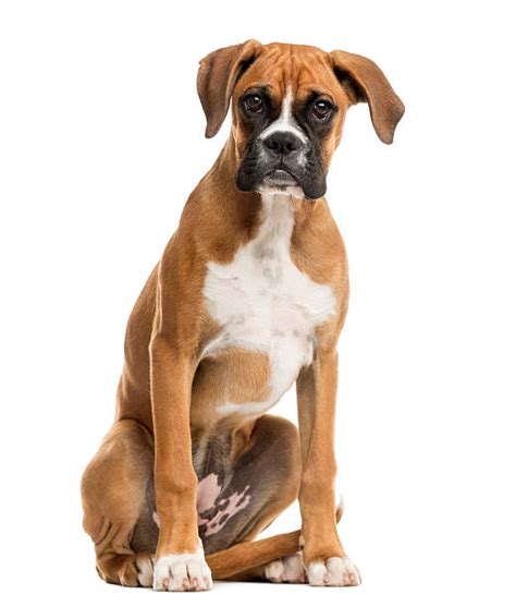 Royalty Free Boxer Dog Pictures Images And Stock Photos Istock