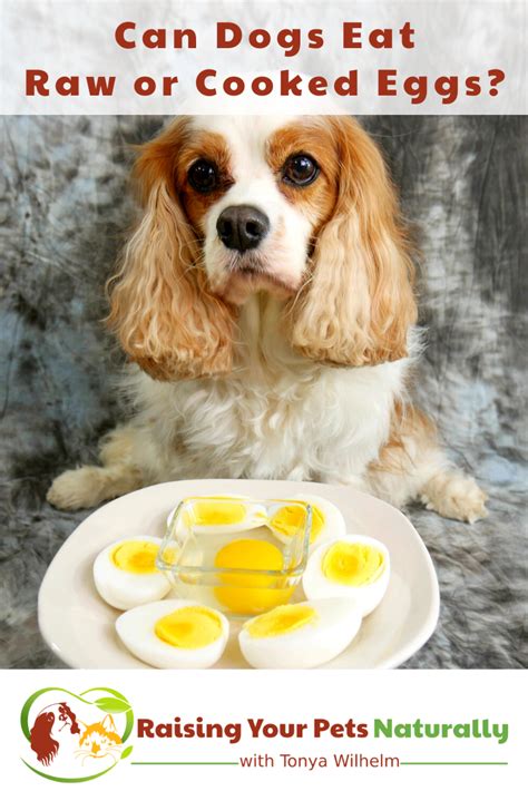 Can Dogs Eat Raw Or Cooked Eggs Can Dogs Eat How To Cook Eggs Raw