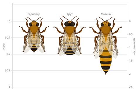 Пчелиња друштва Ask A Biologist