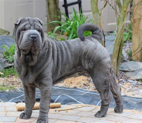 Preloved Free Local Classified Ads In Uk Shar Pei Dog Chinese Shar