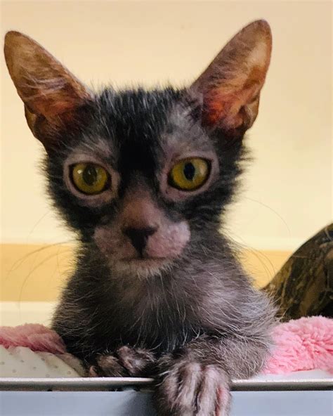Lykoi Baby Werewolf Cat I Researched This A Bit And They Are A Natural