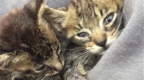 Kittens Used As Bait For Dog Fighting Rescued And Brought To Benicia