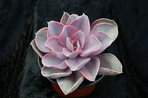 Echeveria Rainbow Succulent Plant With Pink And Grey Leaves Shop