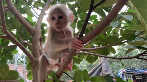 The Mischievous Baby Monkey Skillfully Climbs Trees Youtube