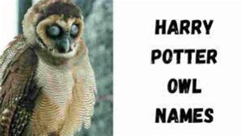 Awesome Owl Names With Meanings 321 Cute And Funny Pet Owl Names