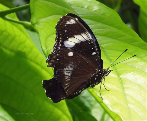 Download Free Photo Of Philippinesbutterfliesbutterflybutterflyfree