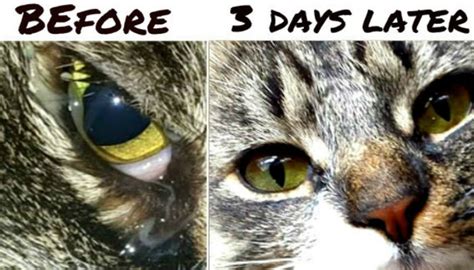 How I Cleared My Cats Eye Infection With Colloidal Silver