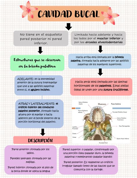 Mapa Conceptual Tvp Epidemiologia Studocu Images Porn Sex Picture My Xxx Hot Girl