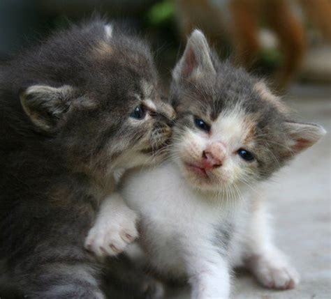 Sweetie Pies Kittens 4 Kitten Check Our Pawsome Store If You Love