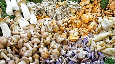 History Of Edible Mushrooms The History Kitchen Pbs Food