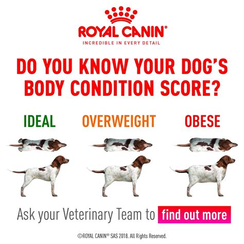 Body Condition Score Your Dog The Healthy Pet Club