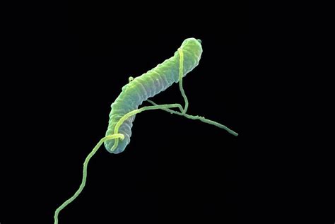 Helicobacter Pylori Bacterium 2 Photograph By Juergen Bergerscience