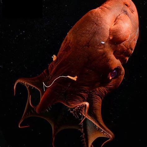 At least one species (cassiopea xamachana) can sting other. Happy Halloween!! Checkout the Monterey Bay Aquarium ...