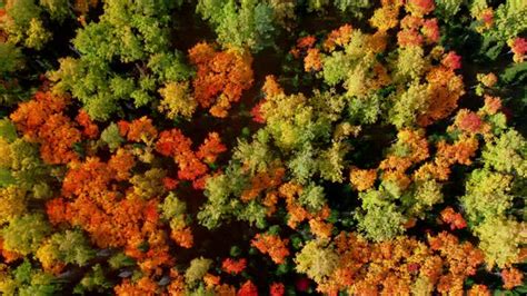 Aerial Top Down Flying Above Colorful Treetops Of Deciduous Forest In