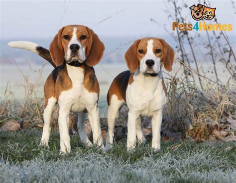Beagle Dogs Breed Facts Information And Advice Pets4homes Beagle