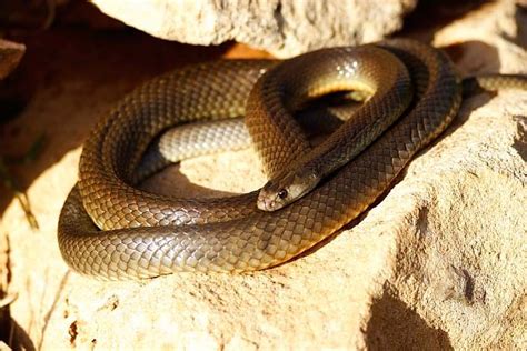 Western Brown Snake Poisonous Snakes Snake Western Brown