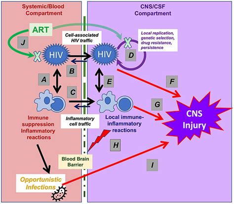 Frontiers Neuroimmunology Of Cns Hiv Infection A Narrative Review