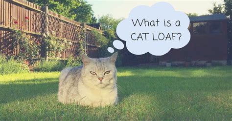 A loaf of crusty fresh bread. What is a Cat Loaf? | Kitty Loaf