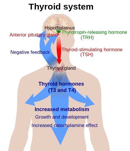 Diagram Explaining The Relationship Between The Thyroid Hormones T3 And