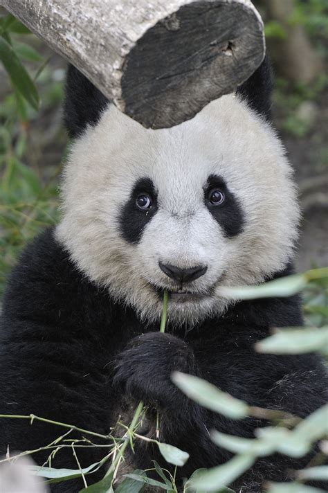 Giant Panda Portrait Панда Животные Забавности