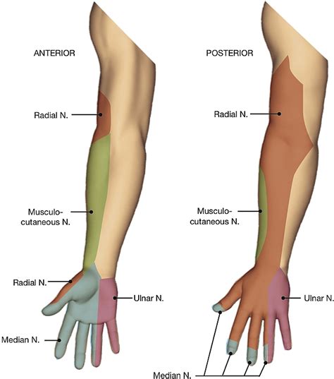 References In Distal Peripheral Nerve Blocks In The Forearm As An